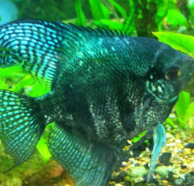 The most beautiful aquariums from around the web. Send us a picture of your aquarium so the world can see it!
