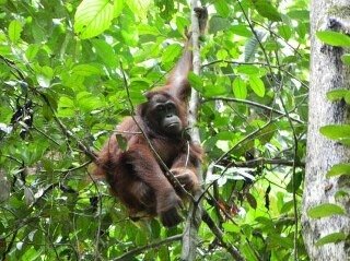 Tweeter for Orangutan Action Plan supporter's