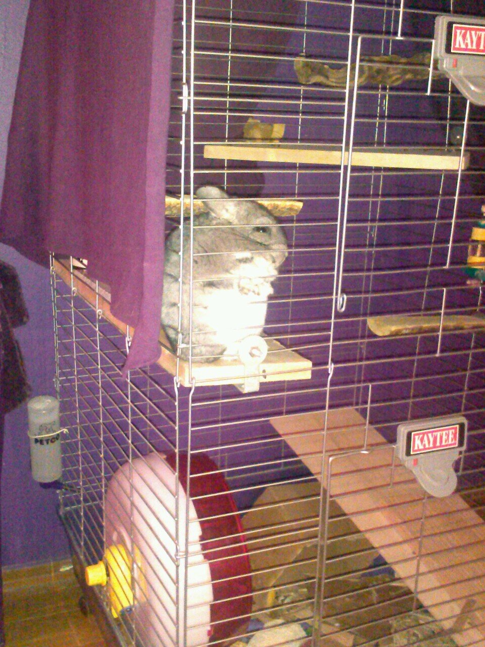 Oli_D_Chinchila's profile picture. chinchilla-- need I say more?