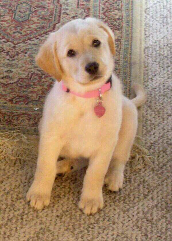 Hello!! My name's Angelique! I love treats and toys! Owners are @ValiantPhillip and @CursedBriarRose