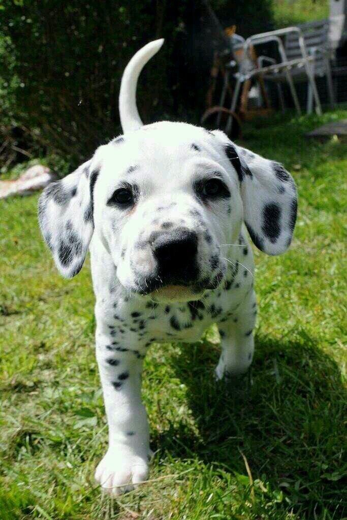 I'm Lily the dalmatian! I love to eat grass and play with my owner, @Dylan_The_Fag