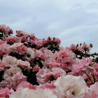 «آلحمدللہَ على مآ كٺبہَ ربيَ حٺى وانَ كان لا يسرني♡#آلحمدللہ»
