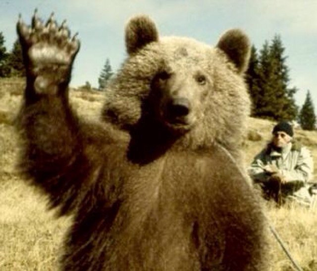 Ours Brun Oursbr Twitter Ours Brun Oursbr Twitter