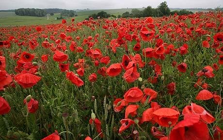 Not for Profit Bereavement Support Service across Hampshire and Surrounding Areas. We offer care and support for those struggling to cope with loss.