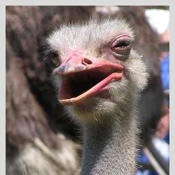 gik307's profile picture. Обычный парень. Занимаюсь спортом, смотрю фильмы онлайн. У меня есть iphone, завидуйте мне:)