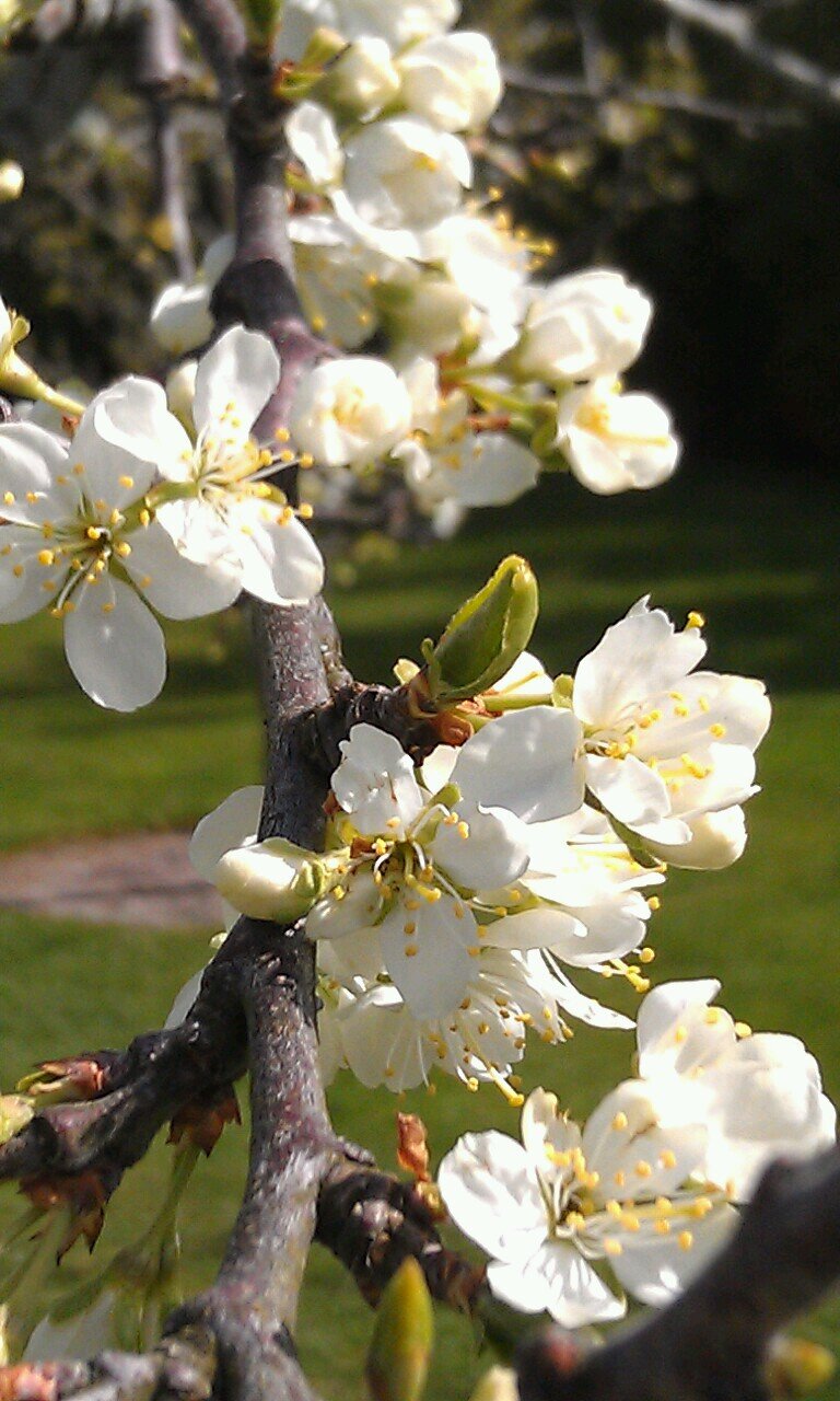 char_ras's profile picture. 