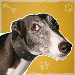 The Dogumentary' follows these talking dogs of all ages as they frolic as puppies, race as youths and reminisce in retirement. Woofs, barks and cheeky giggles!