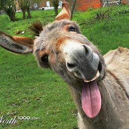 DonkeyPunchTV's profile picture. #DonkeyPunch