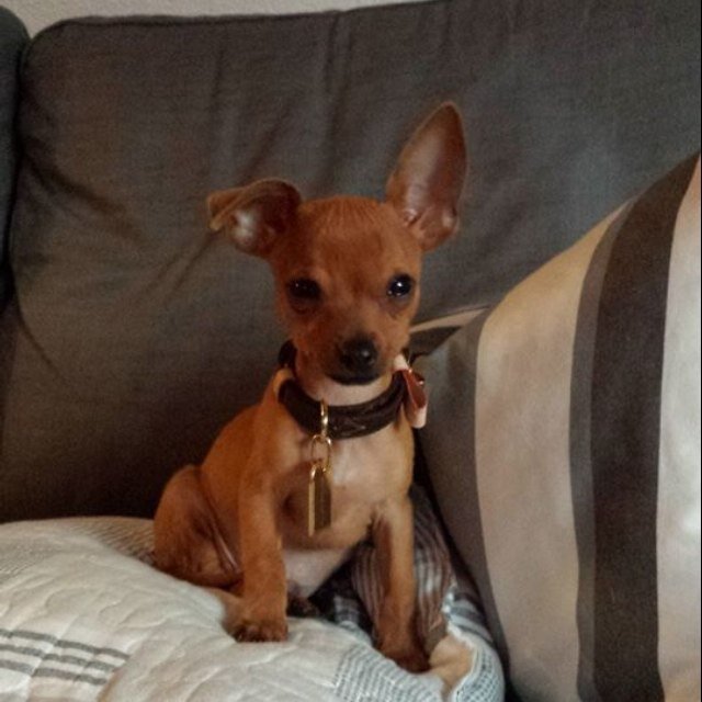 Hi there my name is daddy and I'm a 3 month old chihuahua mini pincher pup.I'd like to share all of my cool adventures with the world, so follow me!❤️