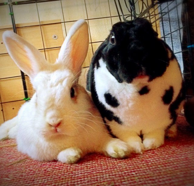 World Domination! ...after naps.
