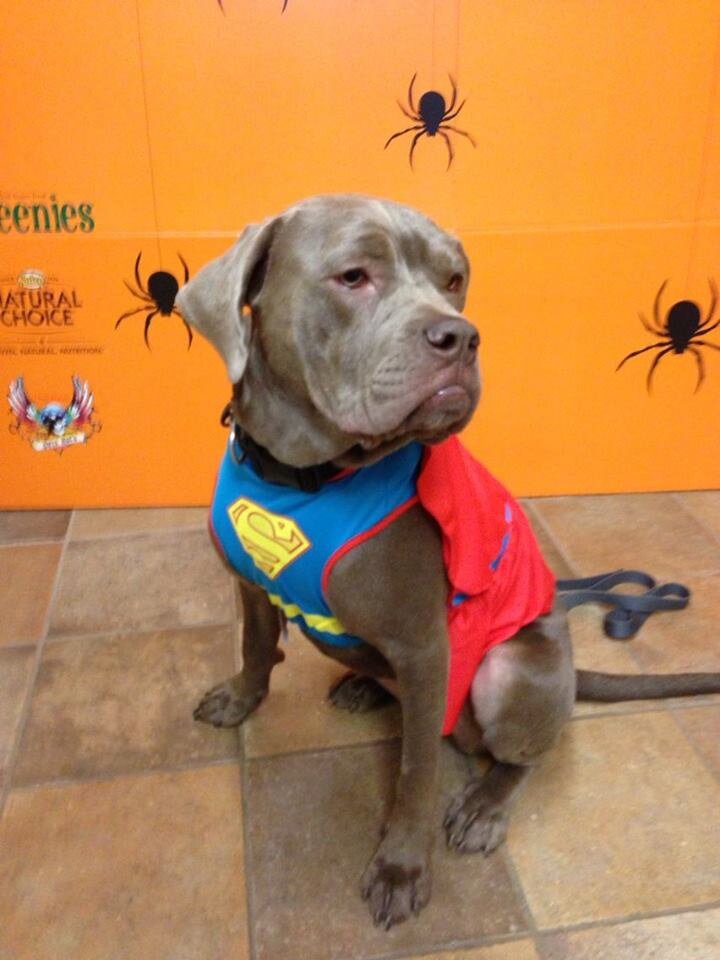 Sharing the happy ending stories of animals that came from terrible situations and found their forever homes!