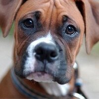 Boxer Fan Page (@boxerbond) 's Twitter Profile Photo Boxer Fan Page (@boxerbond) 's Twitter Profile Photo