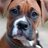 Boxer Fan Page