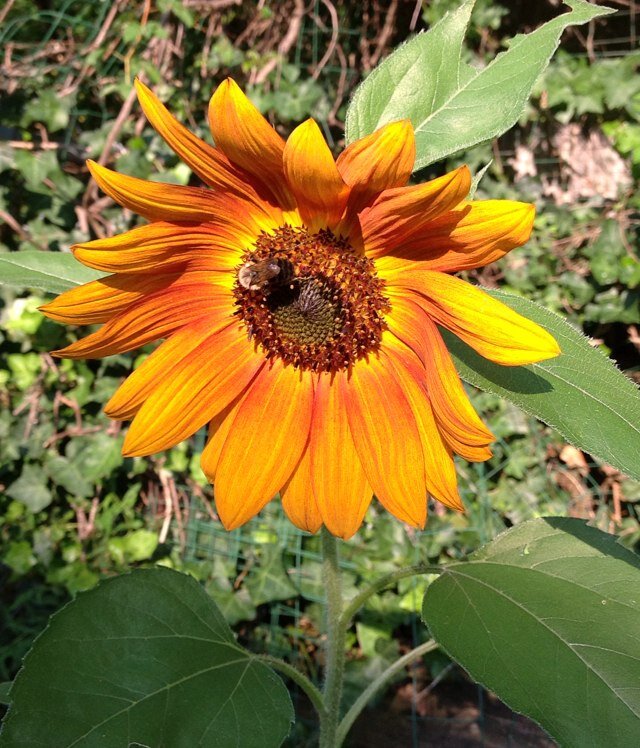 jkaybrandt's profile picture. Cold War historian, higher ed professional, and lover of LEGOs