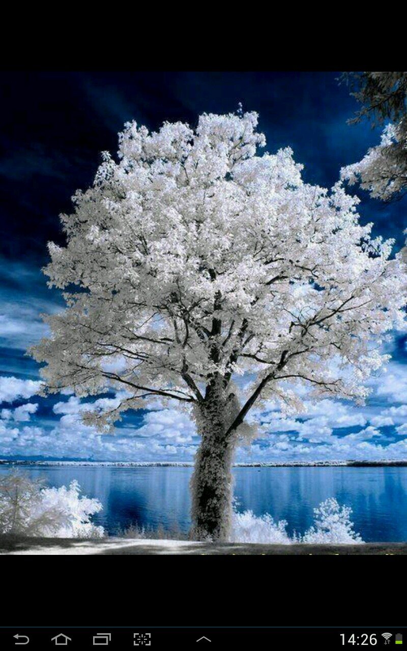 Codonopsis7's profile picture. 