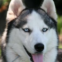 stray dog (@homless_dog) 's Twitter Profile