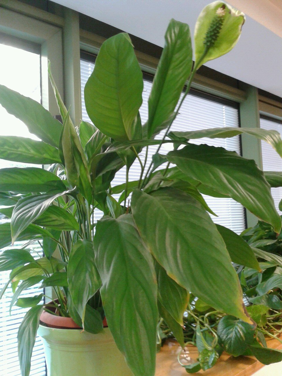 AedoMJess's profile picture. 