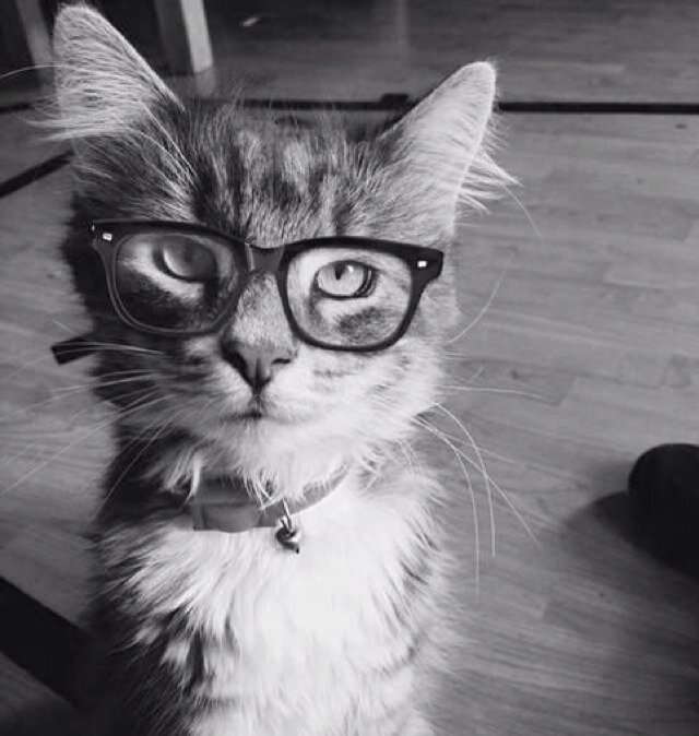 Я Котан Рыбкин! Очень интеллигентный, добрый, красивый, умный, усатенький и скромный кот. Кошаки и кошатки, подписываемся:3 #FOLLOWBACK #читаювзаимно 100%