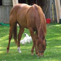 Library media specialist who loves nature, especially horses!