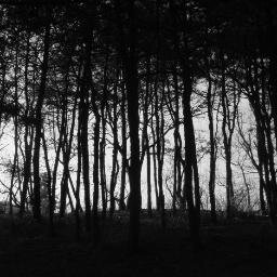 _13thmoon's profile picture. 수상한 동물원