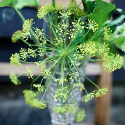 We grow a variety of Organic seasonal flowers. Growing and supplying beautiful flowers; which don't cost our earth,  is key.