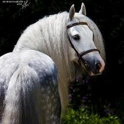 De mooiste paarden foto's / love Paco ♥