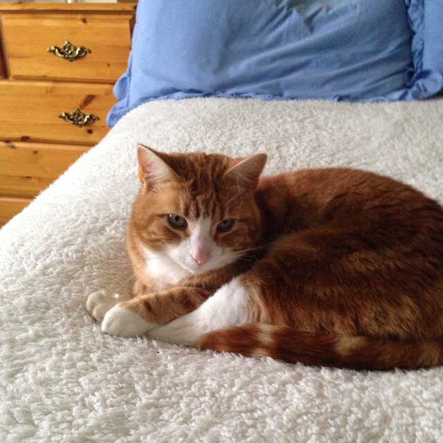 htafc13's profile picture. 