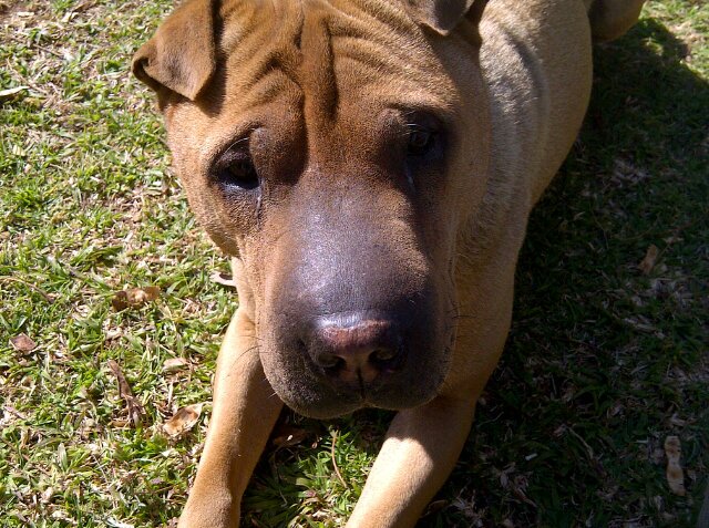 Sumodogjacques's profile picture. 