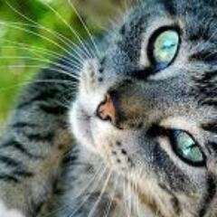 Hi my name is Willowpelt. I am a cat in Thunderclan with 17 kits and the love of my life Lionheart. My sister is @Dustfur.