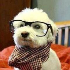 Pipi_Lucenti's profile picture. 