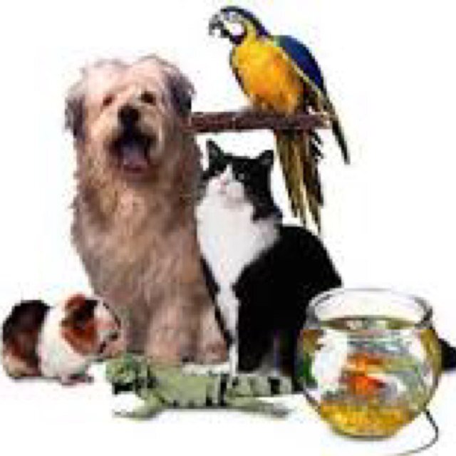The Animal Enthusiasts ~ STOP ANIMAL CRUELTY ~ Learn about our fund-raisers, walk-a-thons, and adopt-a-thons at the website below.