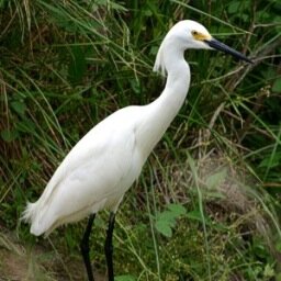 New Orleans Haiku Society, founded in 2002 by Johnette Downing & David Lanoue, meets the third Monday of each month, Milton Latter Library, 6:00-7:45 pm.