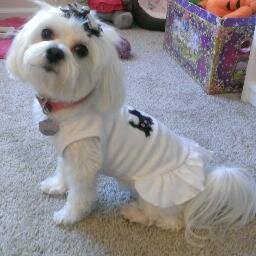 Josiecoutureus's profile picture. I am a Princess ;) and I have the best owners and they help me manage my clothing line Josie Couture