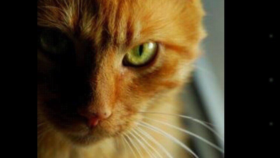Hi I'm LightningSpeed (Male) (Clan: None) (Mate: @FlamePelt) I love her so much! #Evil 14 moons old. =3 C= I'll kill anyone!!!