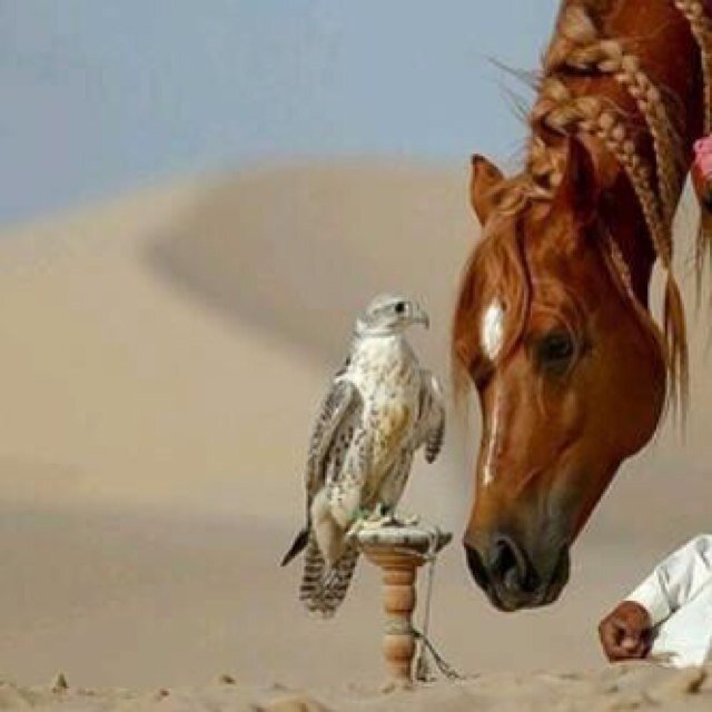 3almifalh's profile picture. !!!