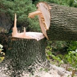 Tree Removal Services