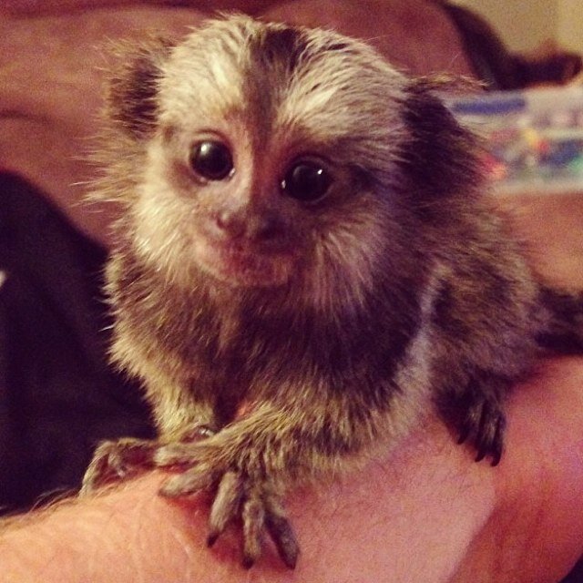 My name is Moe, i like to sleep eat and climb shit! Im @JordanColleary 's monkey