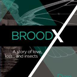 BroodXbook's profile picture. I'm a journalist and writer who is fascinated by wine, great stories and big creepy bugs. My first novel is a story of love, loss ...and cicadas.