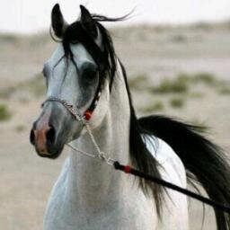 ملكت آلقلب لآ تكثر ظنونكك ولو قلبي يبي غيركك نهرتهہ t ❤~