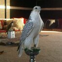 النجم الساري (@0550901779) Twitter