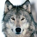 Bryce Herman - @TheElementWolf - Twitter