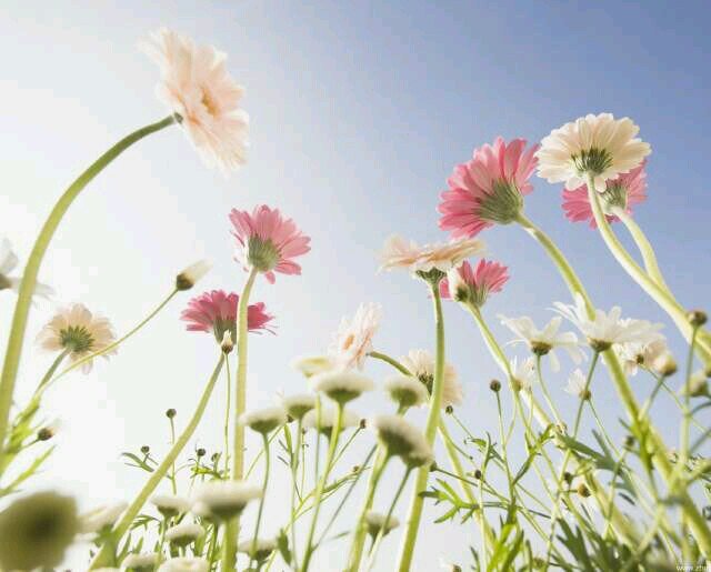 tangsuyan's profile picture. 