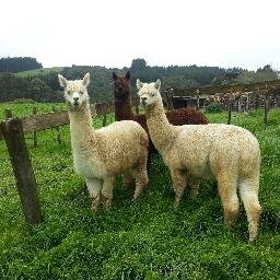 Ten acres of alpaca smallholding happiness tucked away in rural New Zealand...