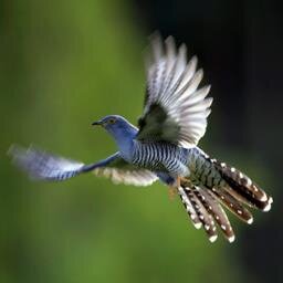 Workplace Cuckoo occupies other spaces sometimes with permission, rarely without. Hear it's call as it flies through The Cloud, seeking new places to work