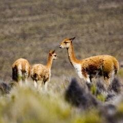 Club Faune organise votre voyage sur mesure au Pérou. Visitez des lieux insolites et le Machu Pichu!
#Pérou #Voyage