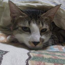 NNNとはねこねこねっとわーくの事です、3歳過ぎのひなちゃんと2歳のあおいちゃんと暮らしてます。 https://t.co/mg2C56hh0D