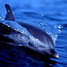 yasserberkaoui's profile picture. bongos gentil sensibles intelligent  super  calme brin sportif  fidèle sentimentale romantique j'aime la vie les voyages les  loisir  les photos et vidéo