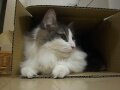投資で自立を目指す猫（？）です。
普段はエンジニア。
WEB集客のお手伝いもしている。