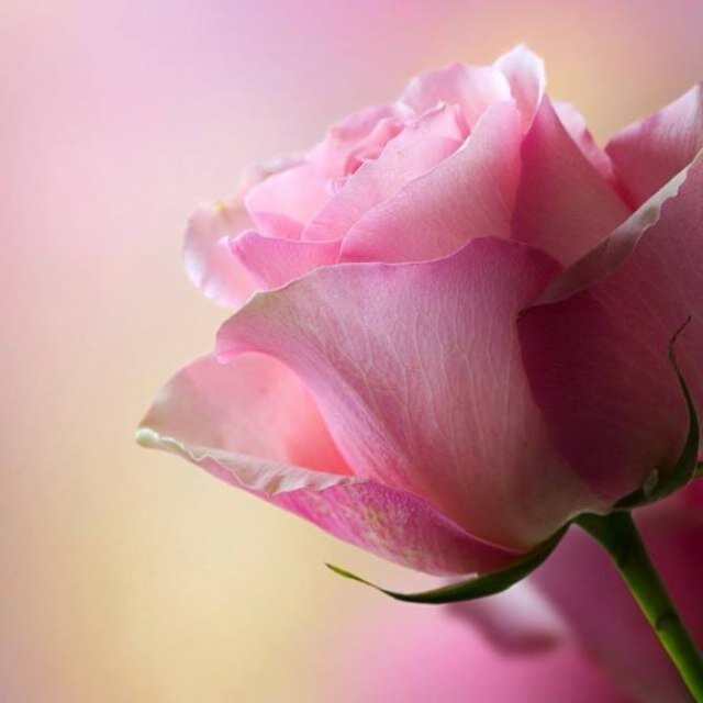 إبتسموا وسامحوا من أساء إليكم فَ الجنه تحتاج قلوباً سليمه ❤️..