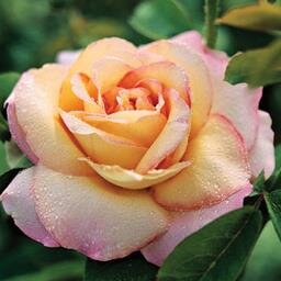 themayrose's profile picture. - An old fashioned sort of girl - Daughter - Dreamer - Muslim -